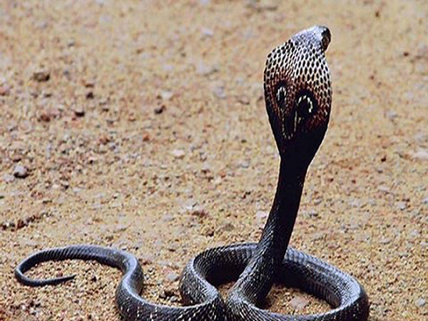 Mơ thấy rắn là điềm gì? Lành hay dữ?